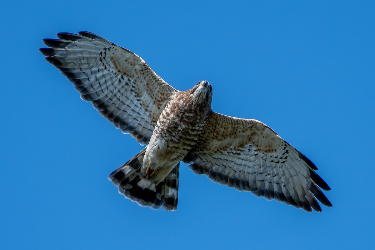 Broad-winged Hawk - German Garcia