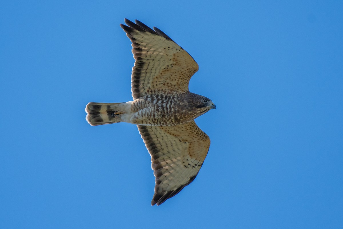 Broad-winged Hawk - German Garcia