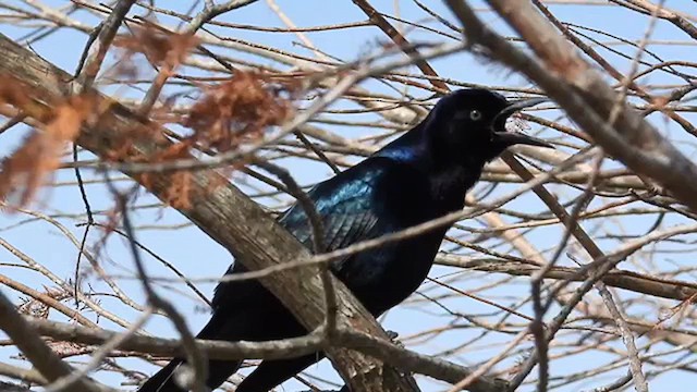 Boat-tailed Grackle - ML613078086