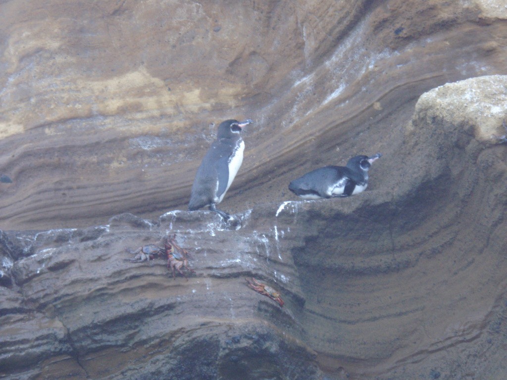 Галапагосский пингвин - ML613078204