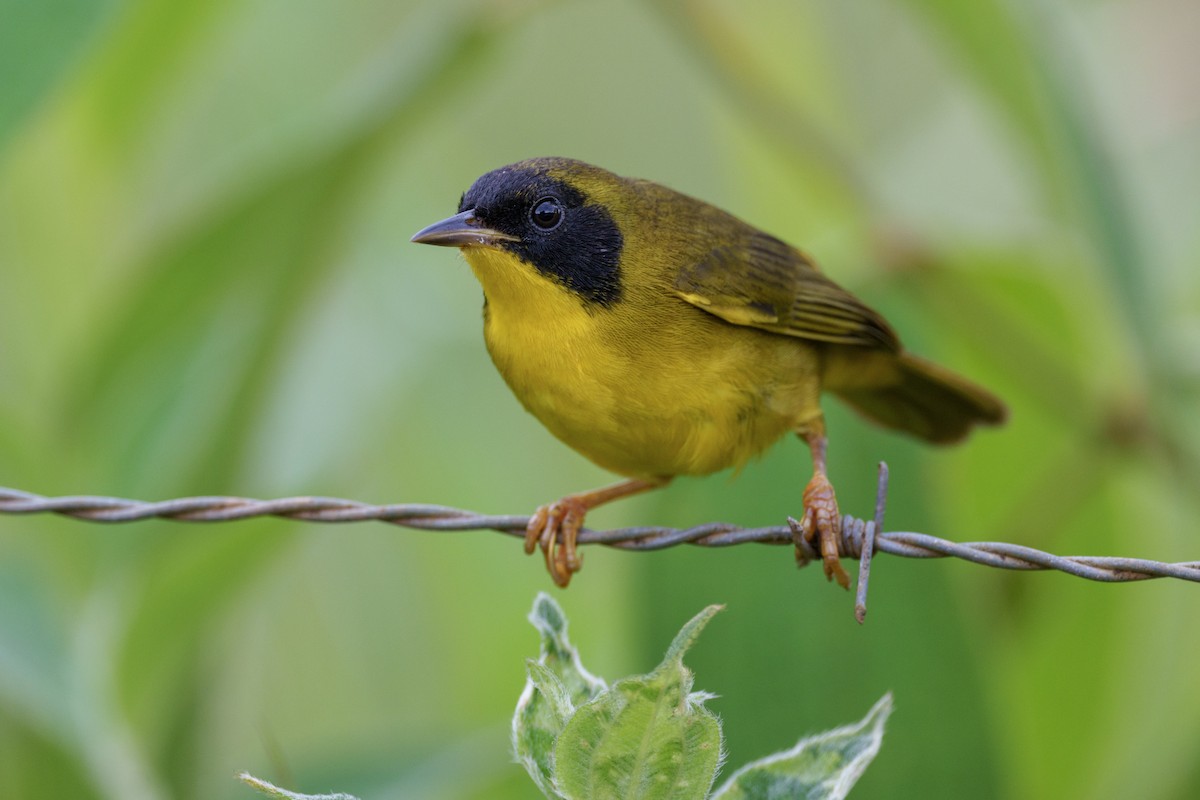 Olive-crowned Yellowthroat - ML613078317