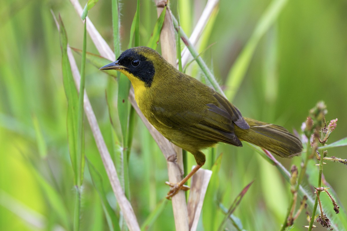 Olive-crowned Yellowthroat - ML613078318
