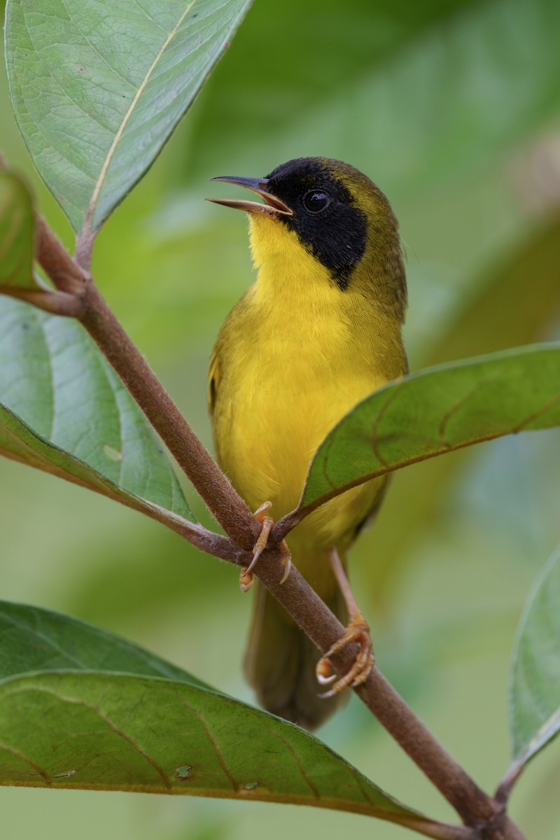 Olive-crowned Yellowthroat - ML613078319