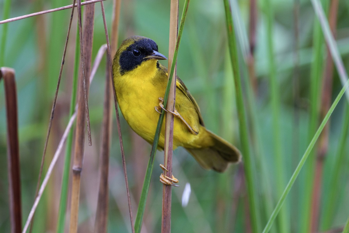 Olive-crowned Yellowthroat - ML613078321