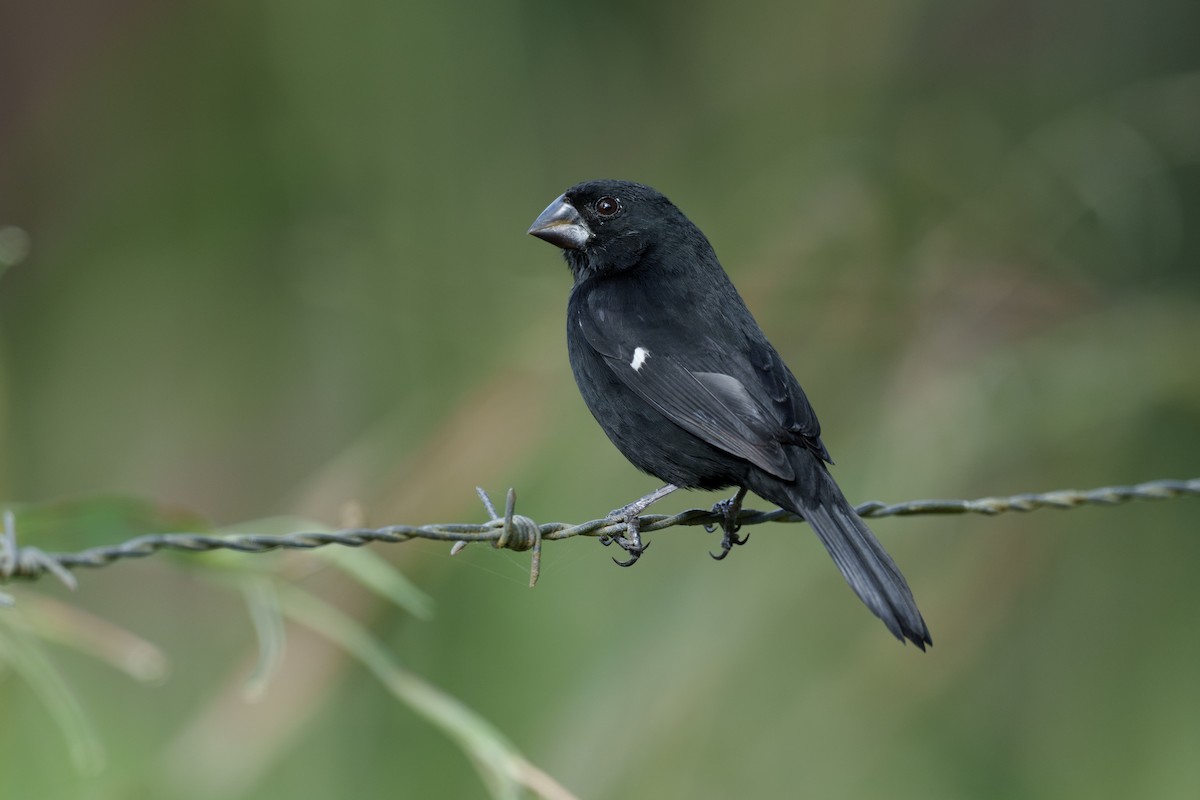 Thick-billed Seed-Finch - ML613078344