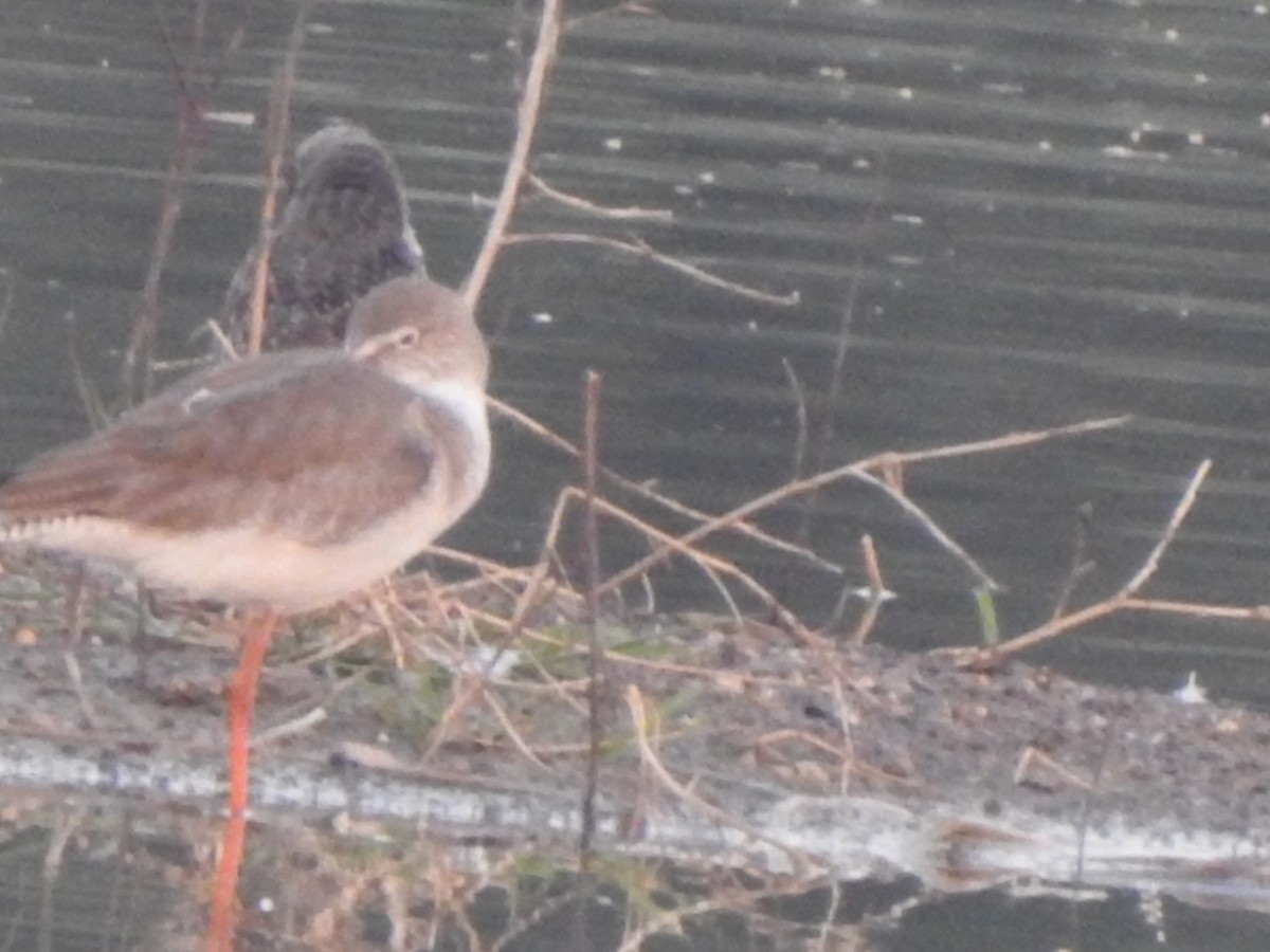 Common/Spotted Redshank - ML613078402