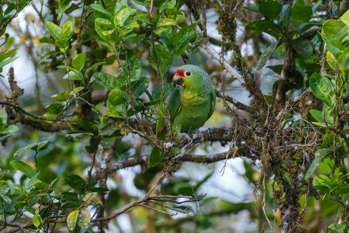 Red-lored Parrot - ML613078485