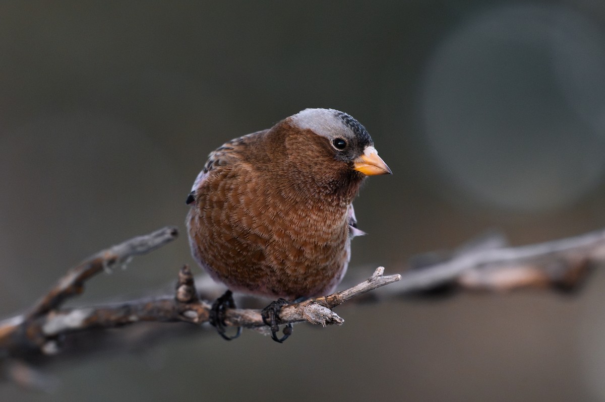 Gray-crowned Rosy-Finch - Cameron Hunter