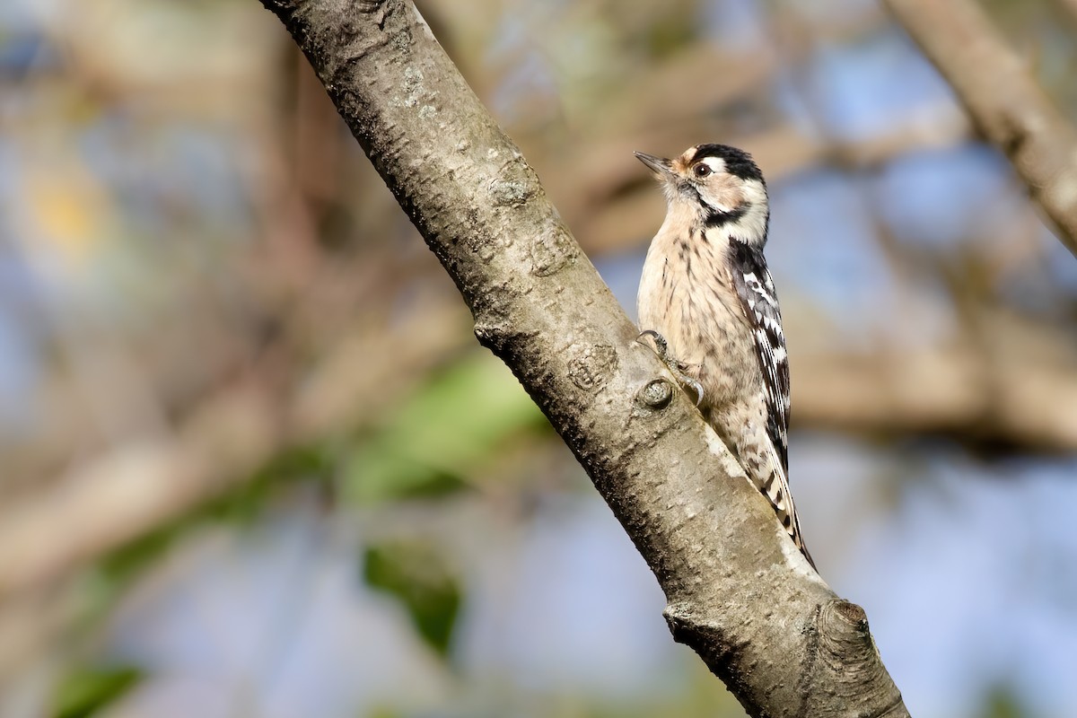 Lesser Spotted Woodpecker - ML613079385