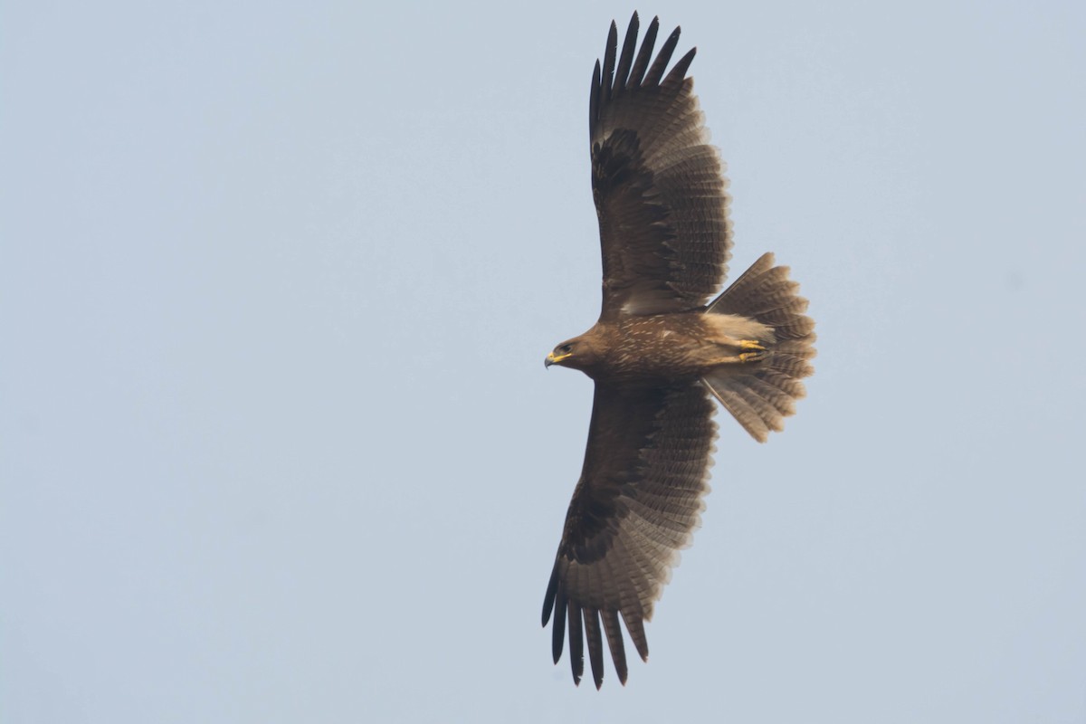 Indian Spotted Eagle - ML613079406