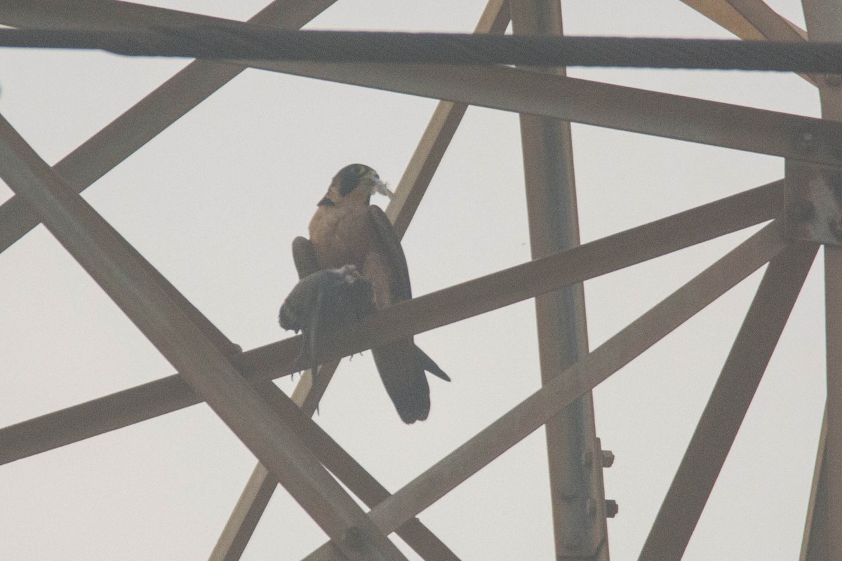 Peregrine Falcon - Aniketa Kabir