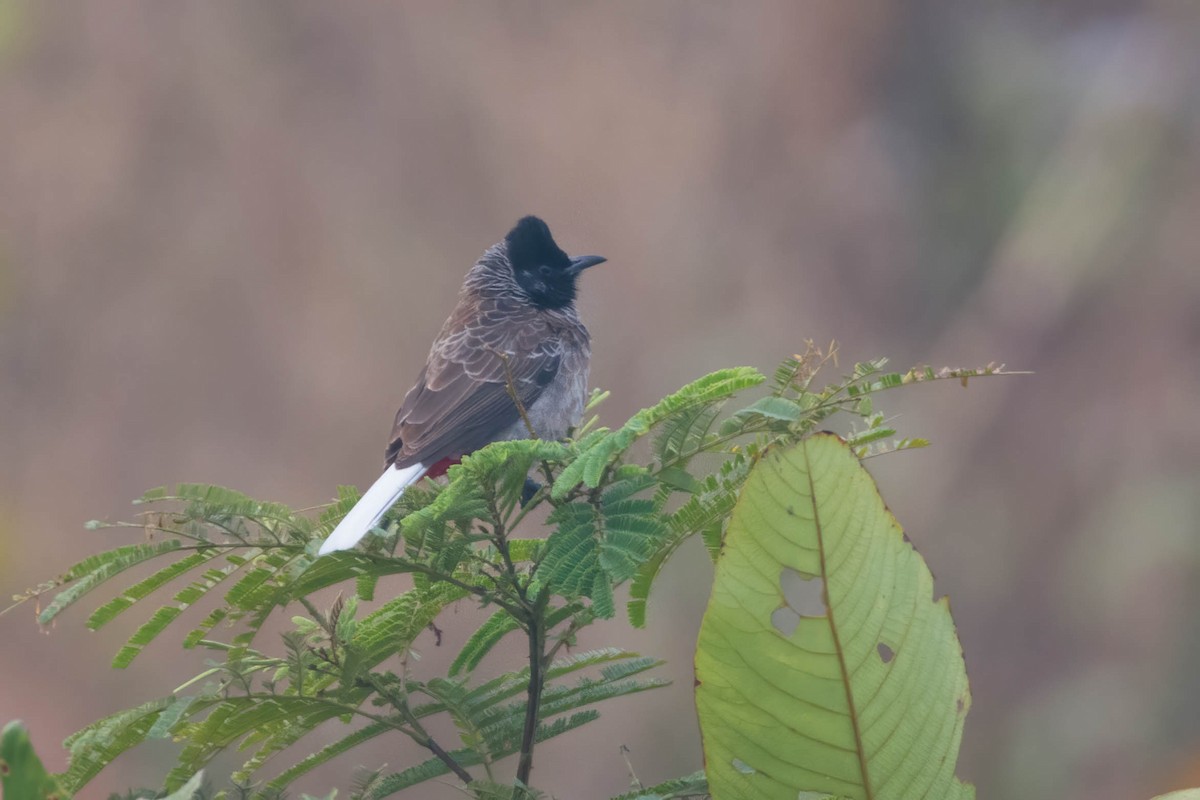 Red-vented Bulbul - ML613079560