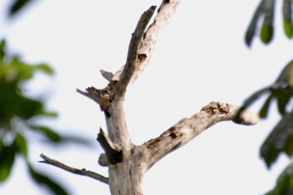 Fire-bellied Woodpecker - ML613079629