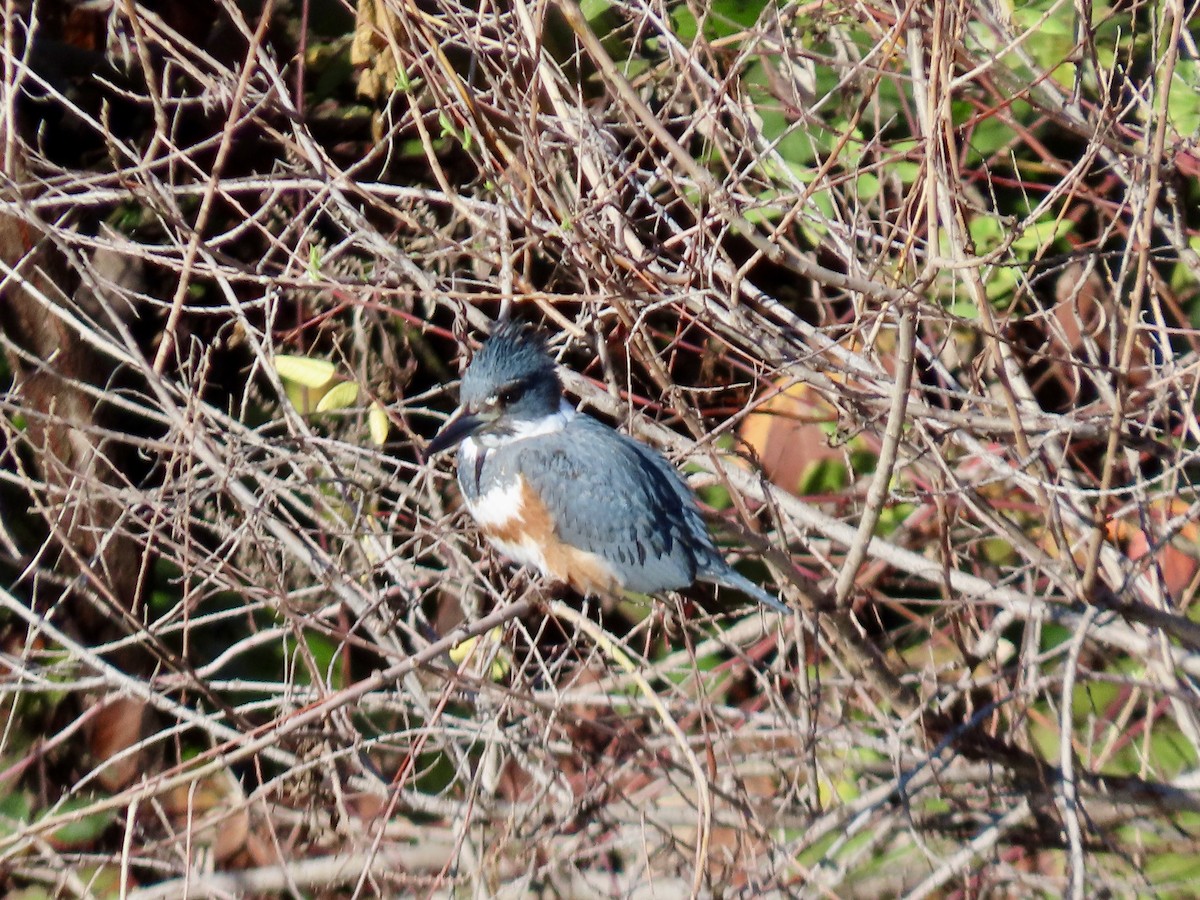 Belted Kingfisher - ML613079652