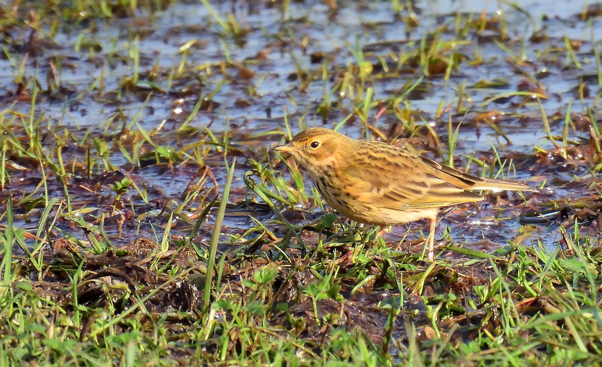 Meadow Pipit - ML613079675