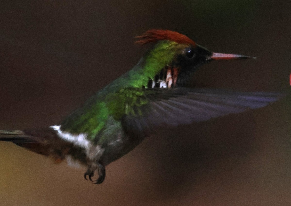 Frilled Coquette - ML613079793