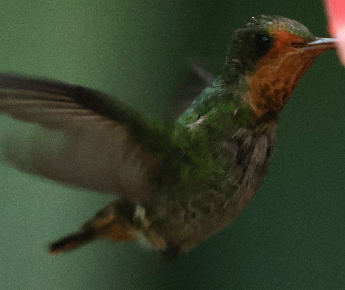Frilled Coquette - ML613079795