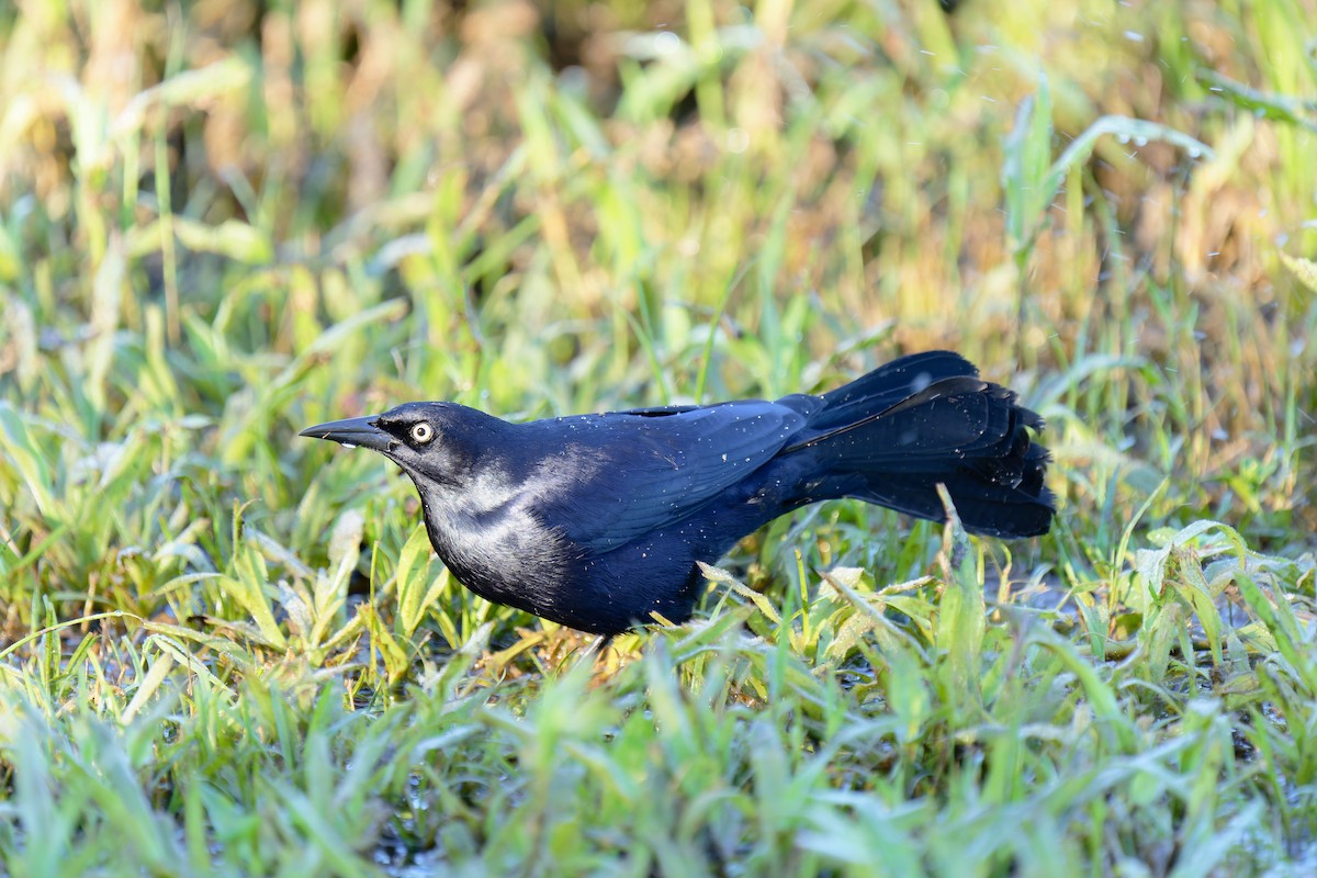 Greater Antillean Grackle - Anonymous