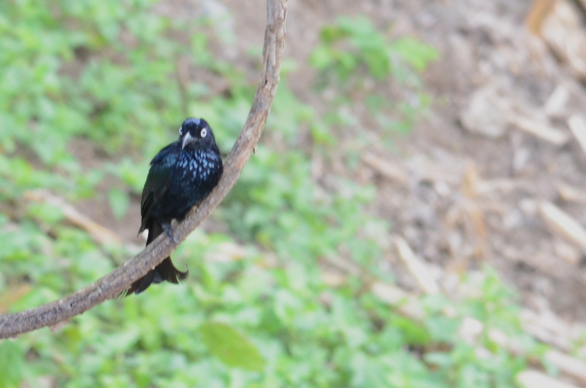 Hair-crested Drongo - ML613079943