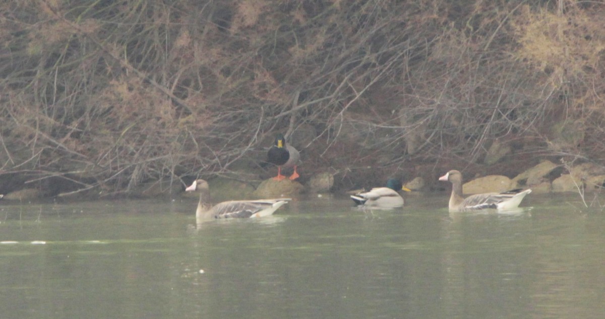Greater White-fronted Goose - ML613080013