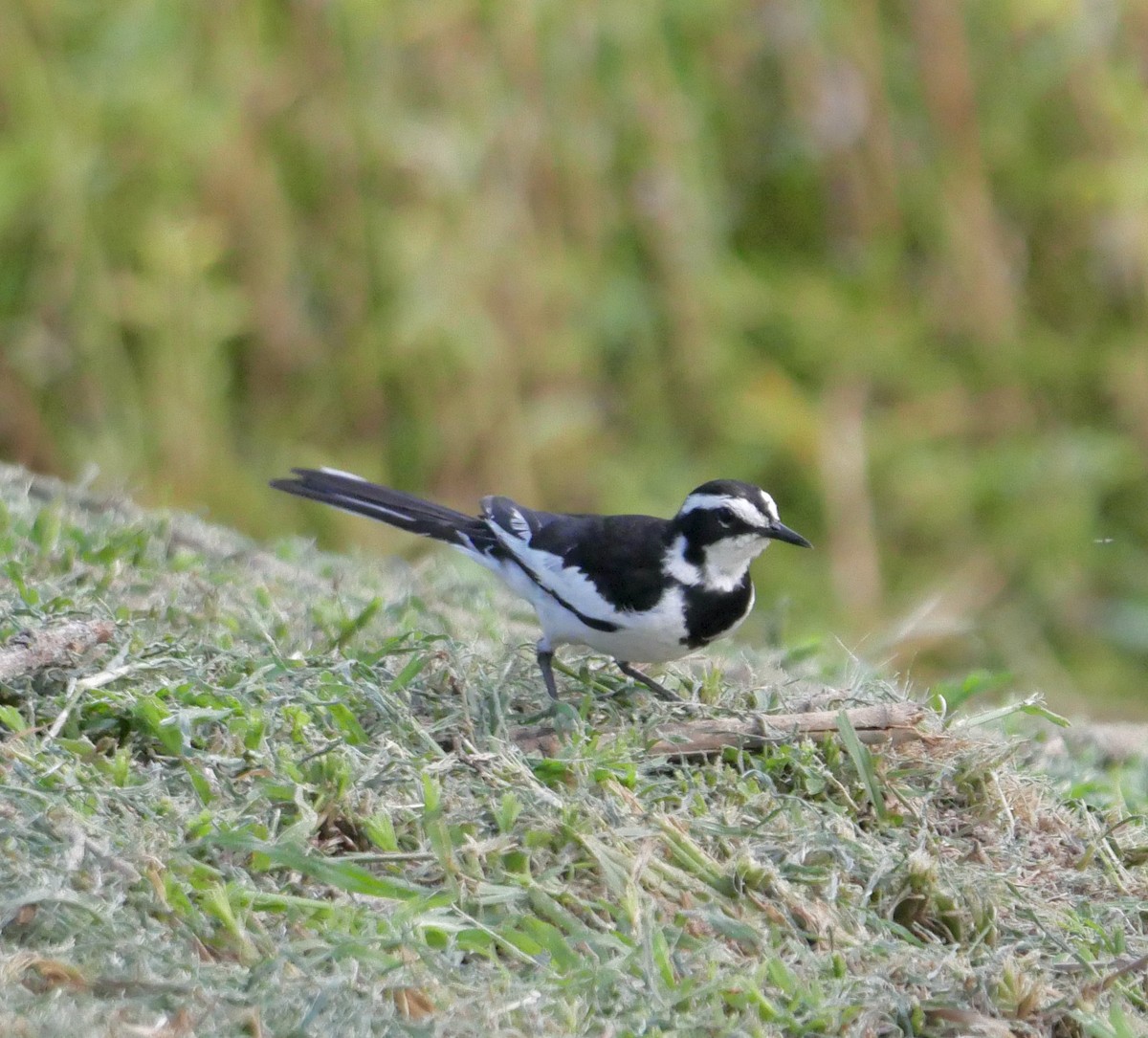 African Pied Wagtail - ML613080024