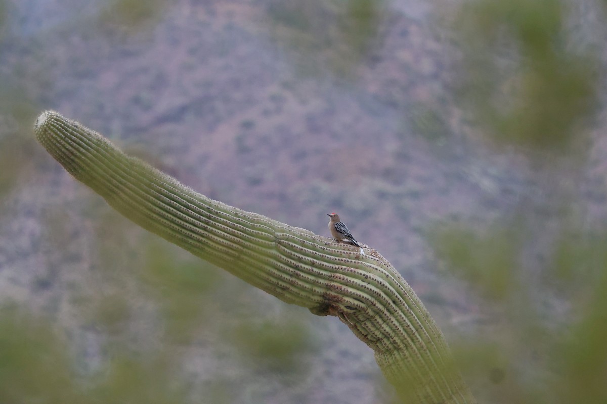 Pic des saguaros - ML613080098