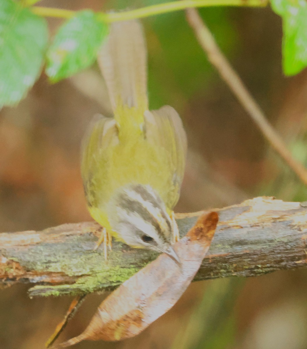 Golden-crowned Warbler - ML613080124