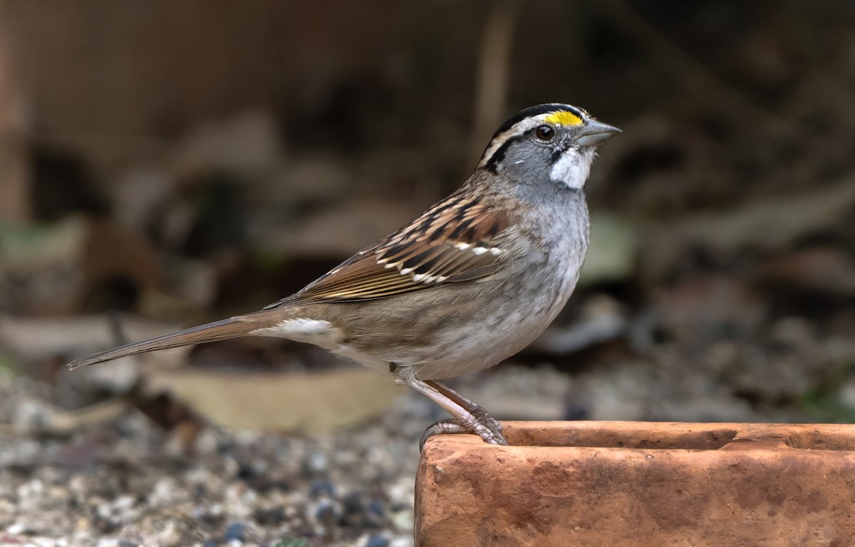 White-throated Sparrow - ML613080172