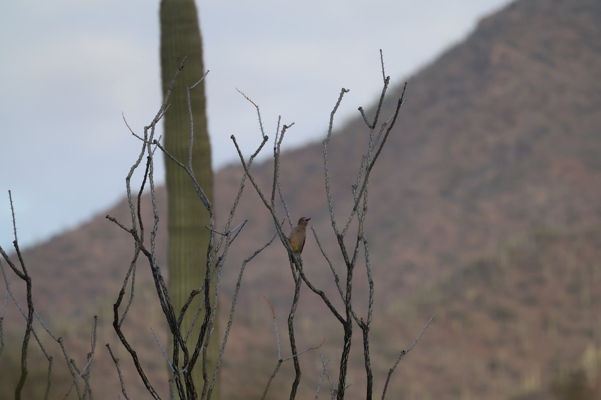 Pic des saguaros - ML613080312