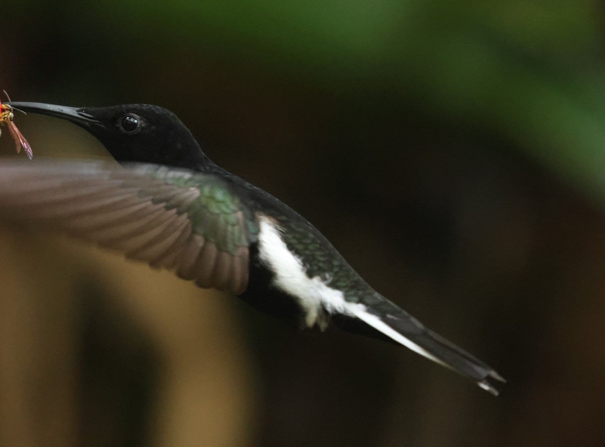kolibřík černobílý - ML613080316