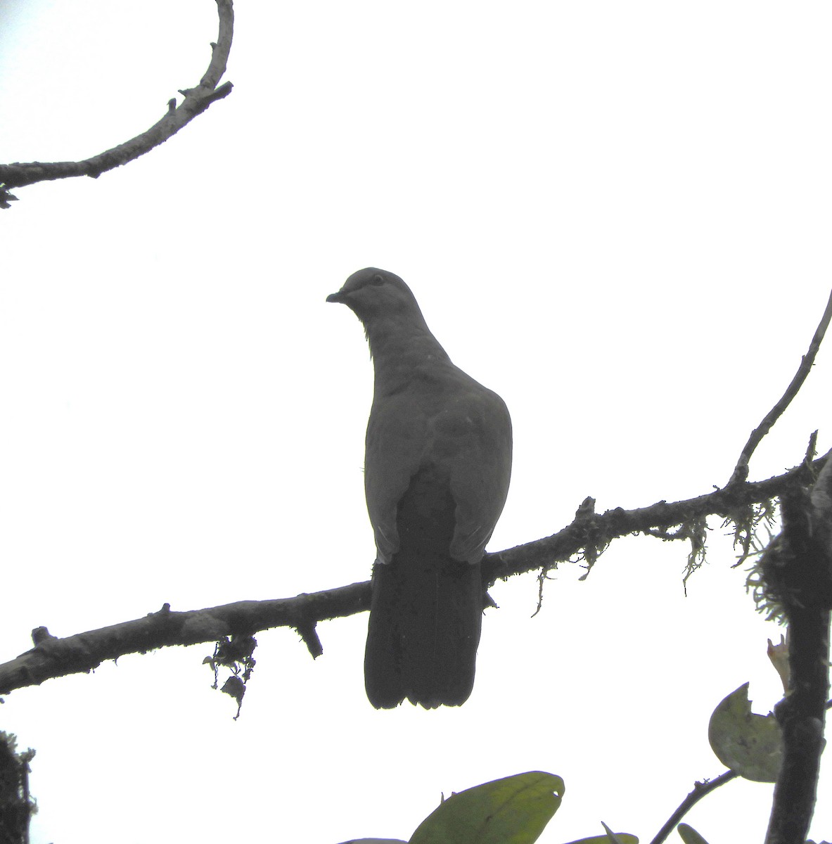 Ruddy Pigeon (Berlepsch's) - ML613080426