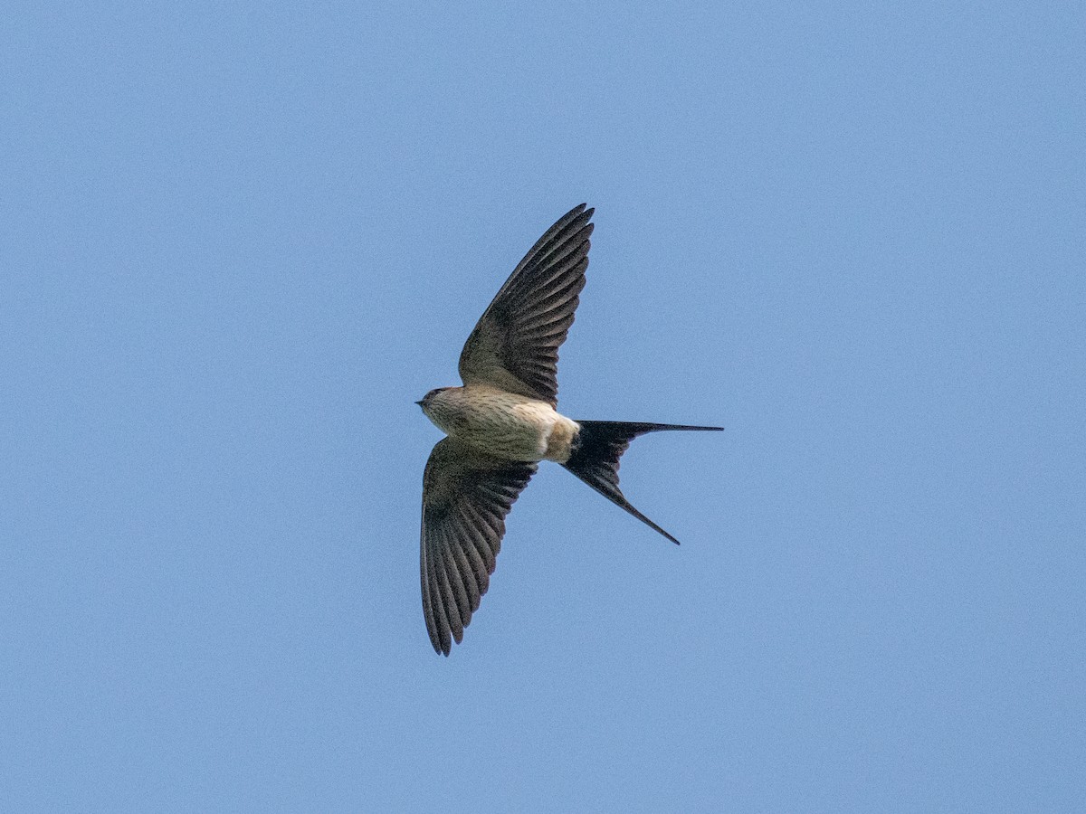 Red-rumped Swallow - ML613080513