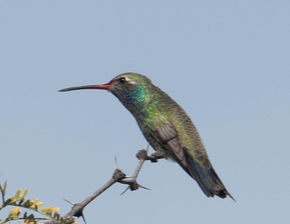 Broad-billed Hummingbird - ML613080581