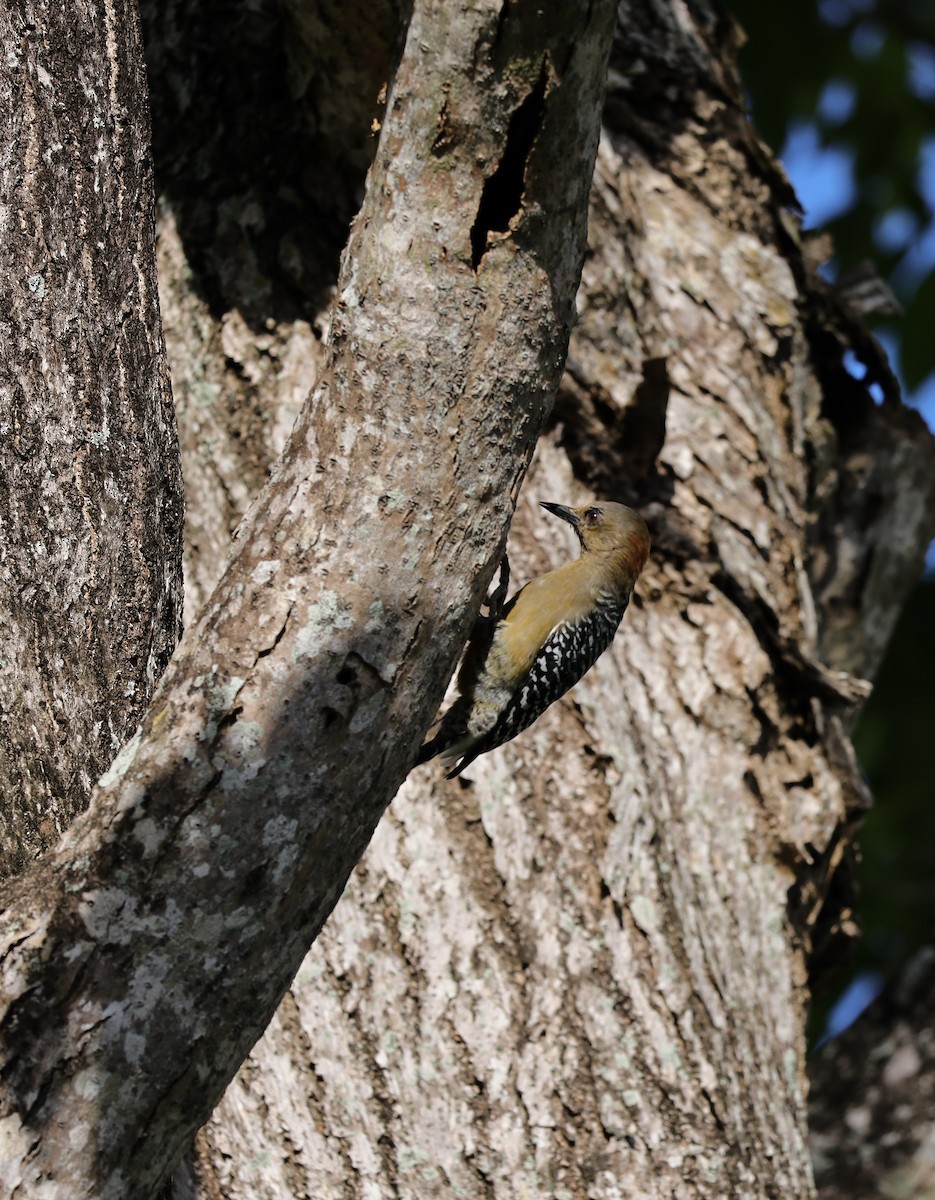 Red-crowned Woodpecker - ML613080862