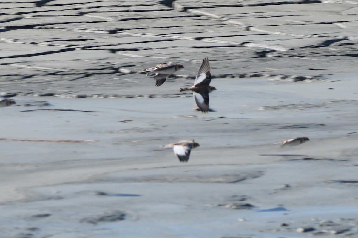 EBird Checklist 2 Jan 2024 Craney Island Disposal Area Restricted   1200