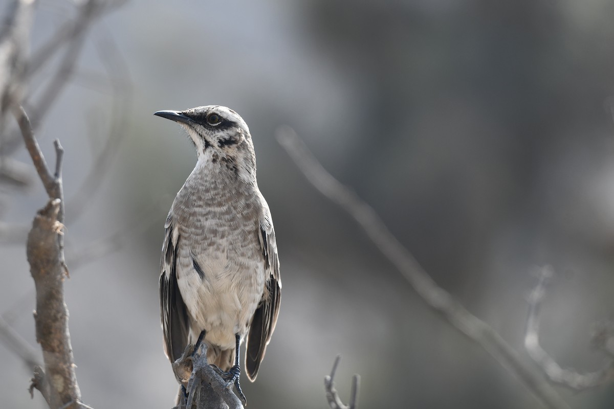 Long-tailed Mockingbird - ML613081000