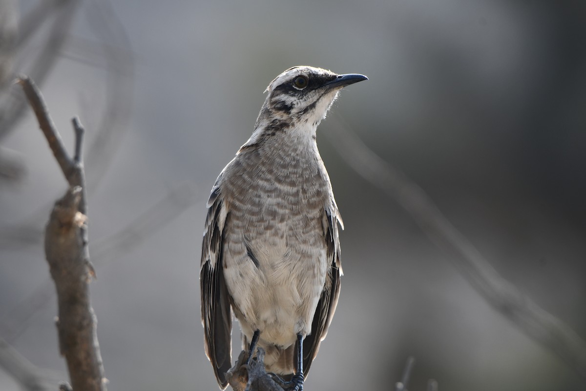 Long-tailed Mockingbird - ML613081001