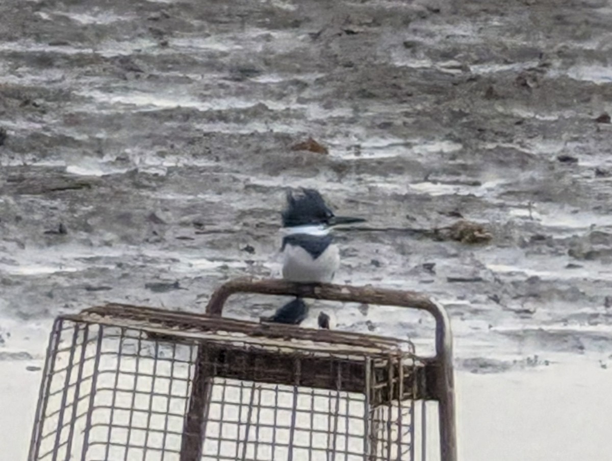 Belted Kingfisher - ML613081122