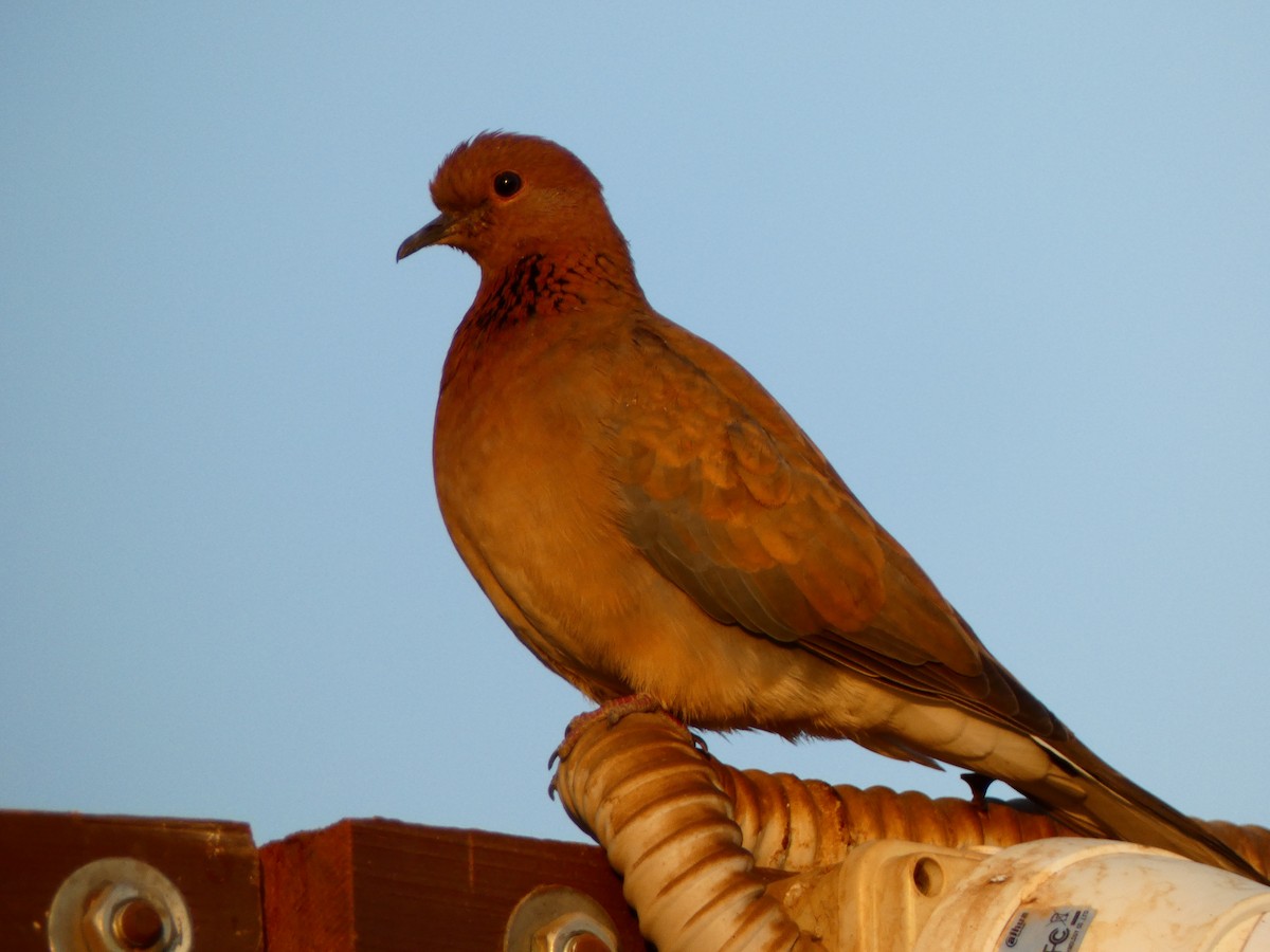 Laughing Dove - ML613081129