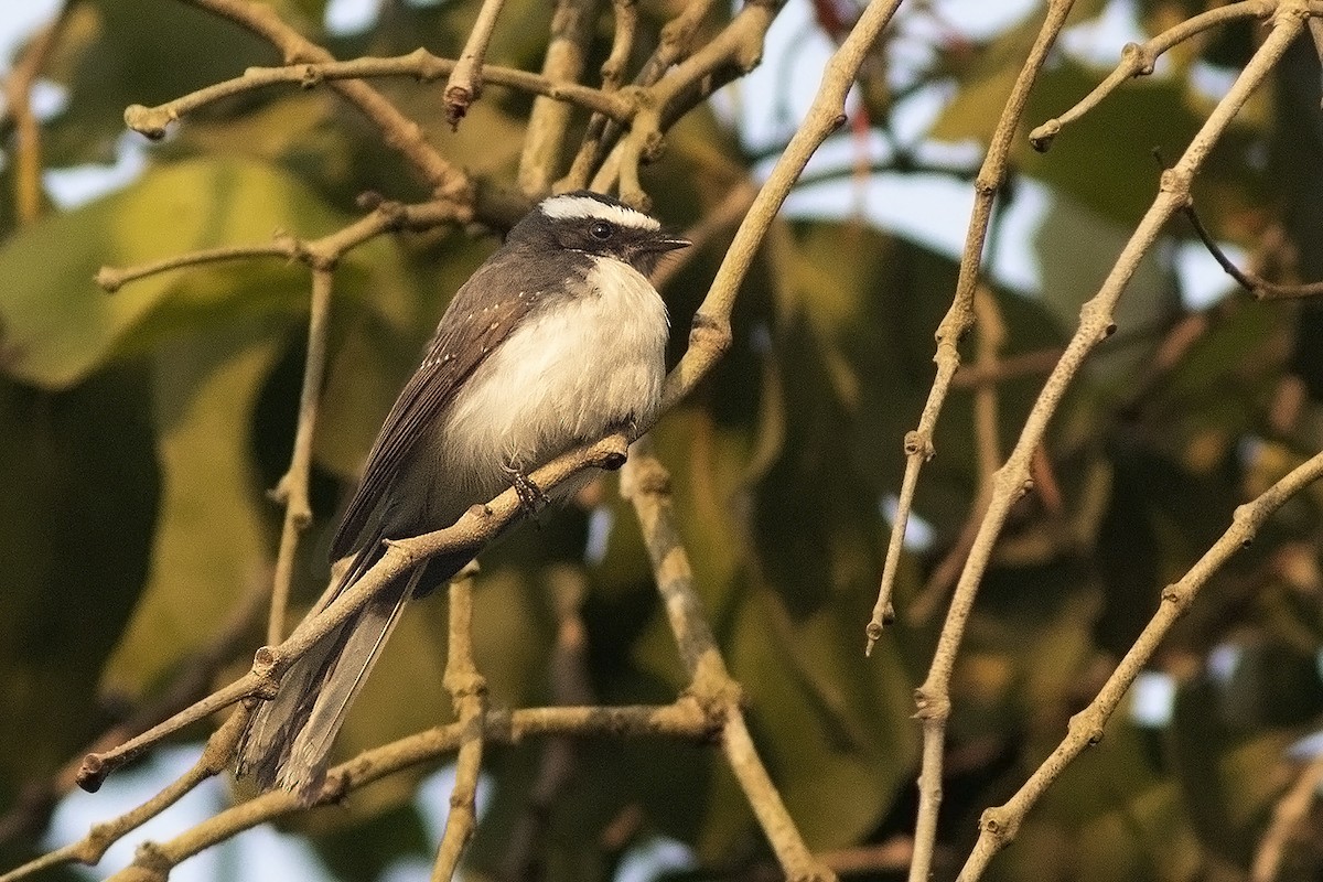 White-browed Fantail - ML613081161