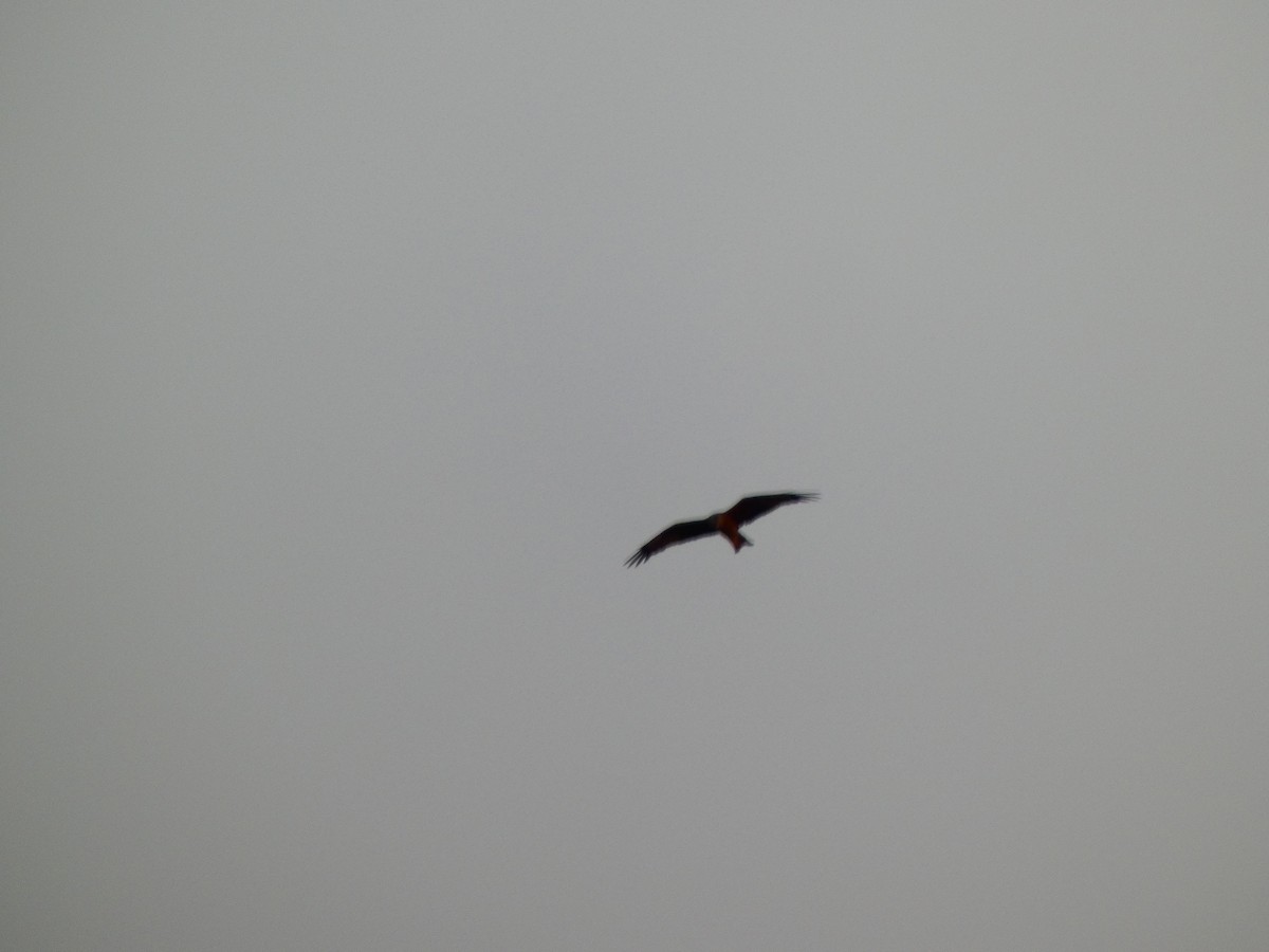 Black Kite (Black) - ML613081219