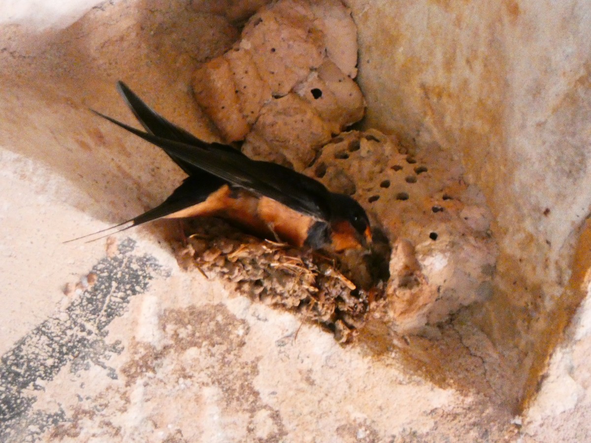 Barn Swallow (Egyptian) - Raúl Marín Torralba