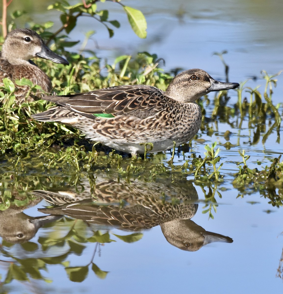 Green-winged Teal - ML613081563