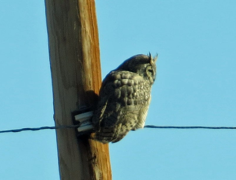 Great Horned Owl - ML613081590