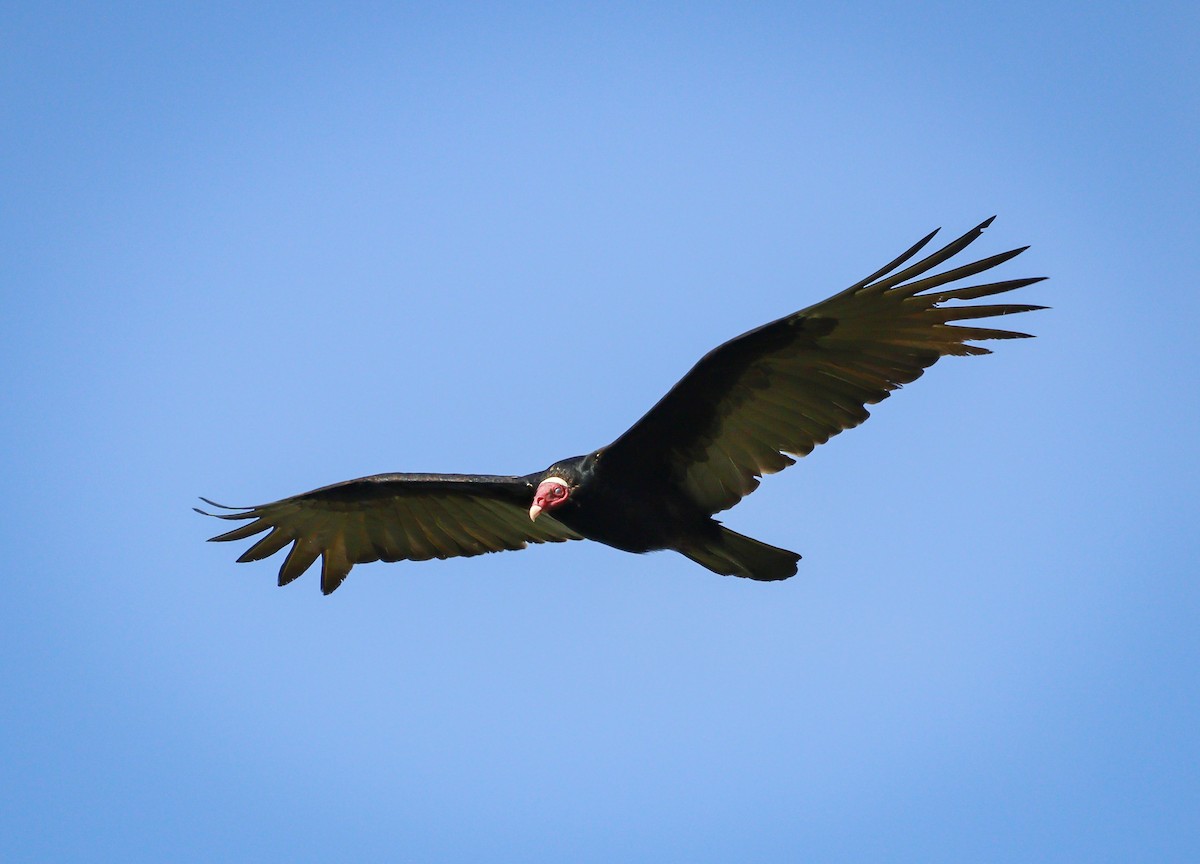 Turkey Vulture - ML613081660