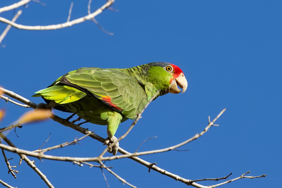 Red-crowned Parrot - ML613081851