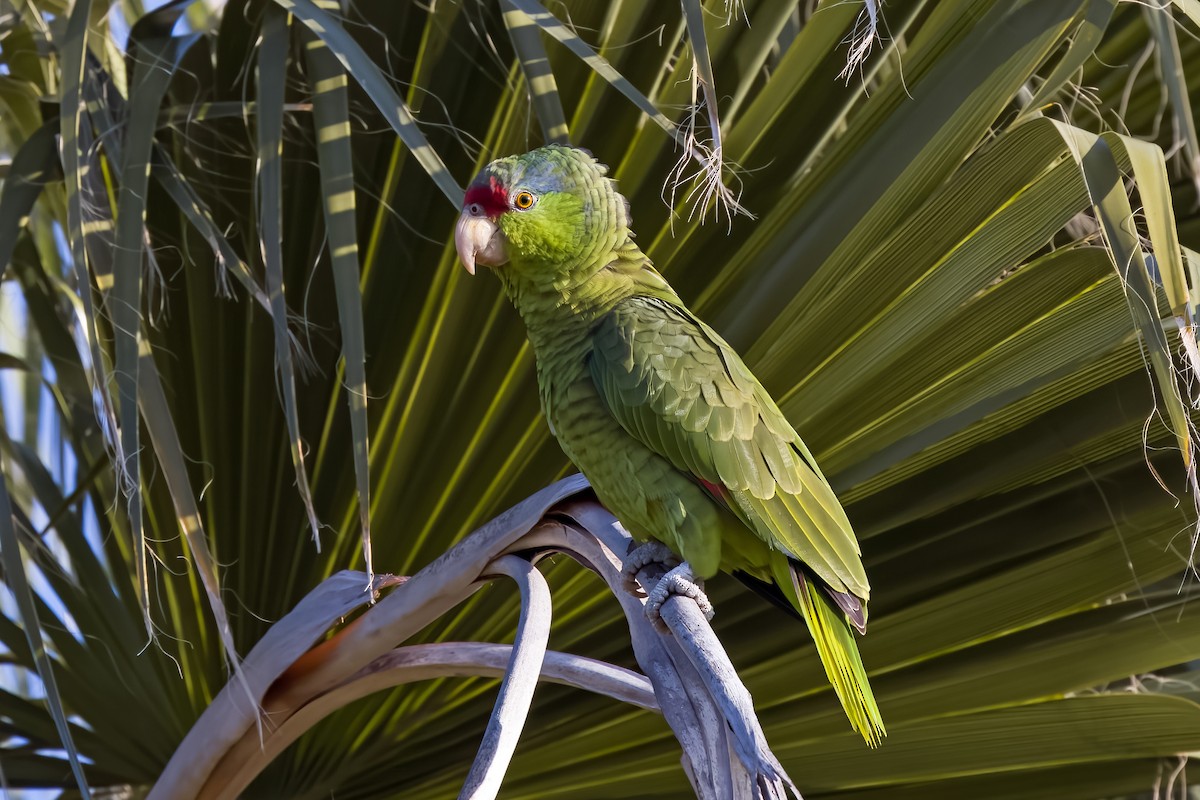 Red-crowned Parrot - ML613081852
