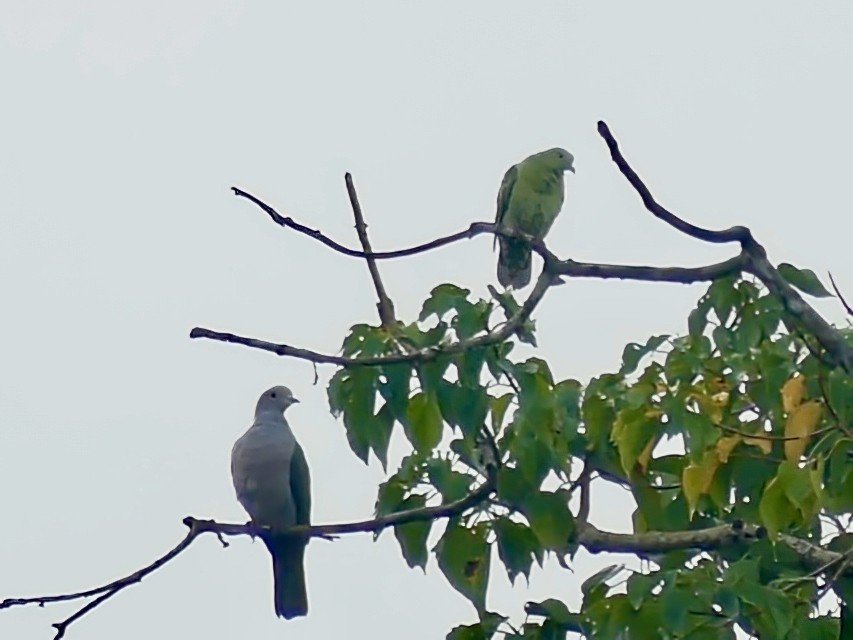 Andaman Green-Pigeon - Shelley Rutkin