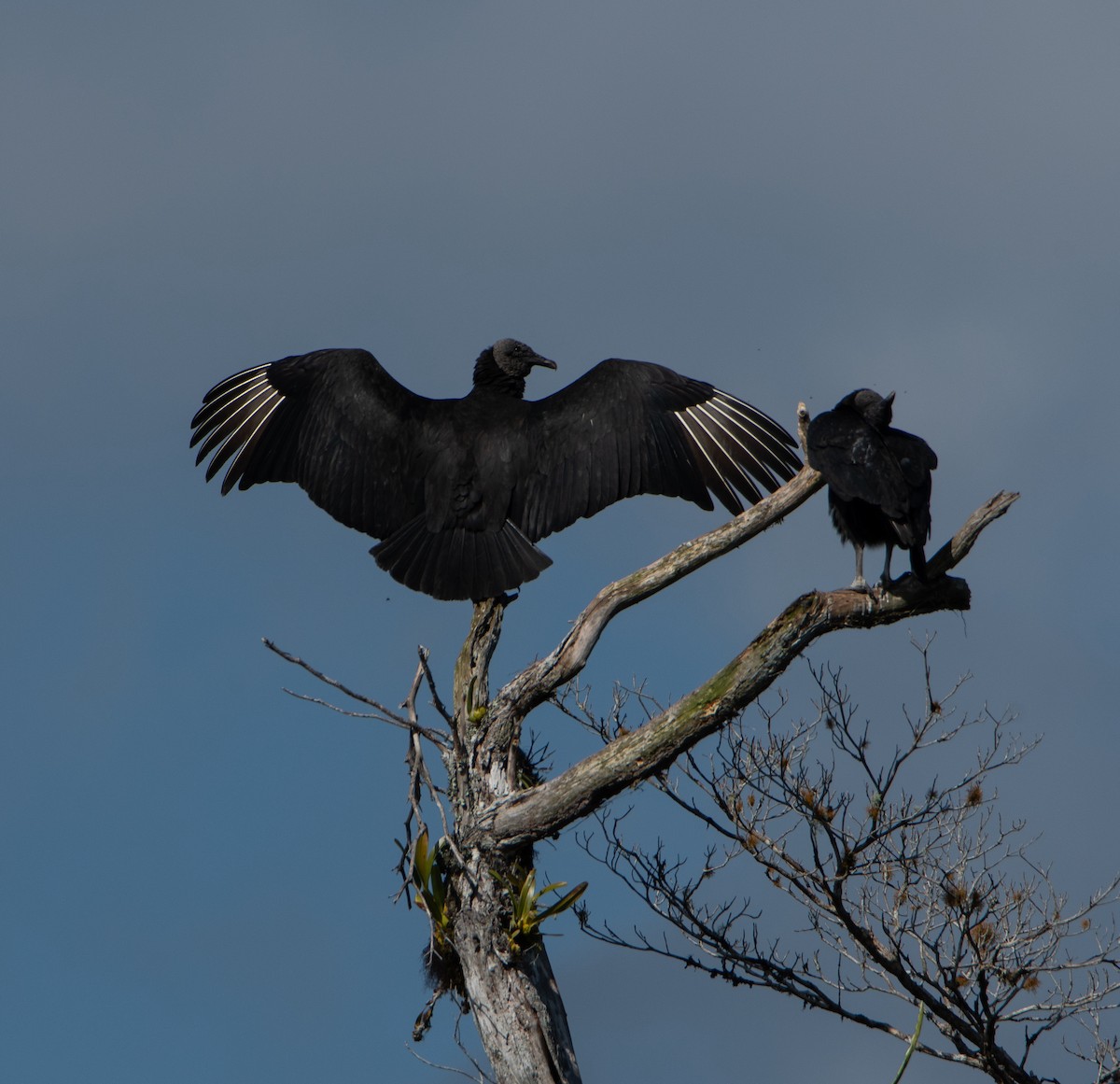 Black Vulture - ML613081921
