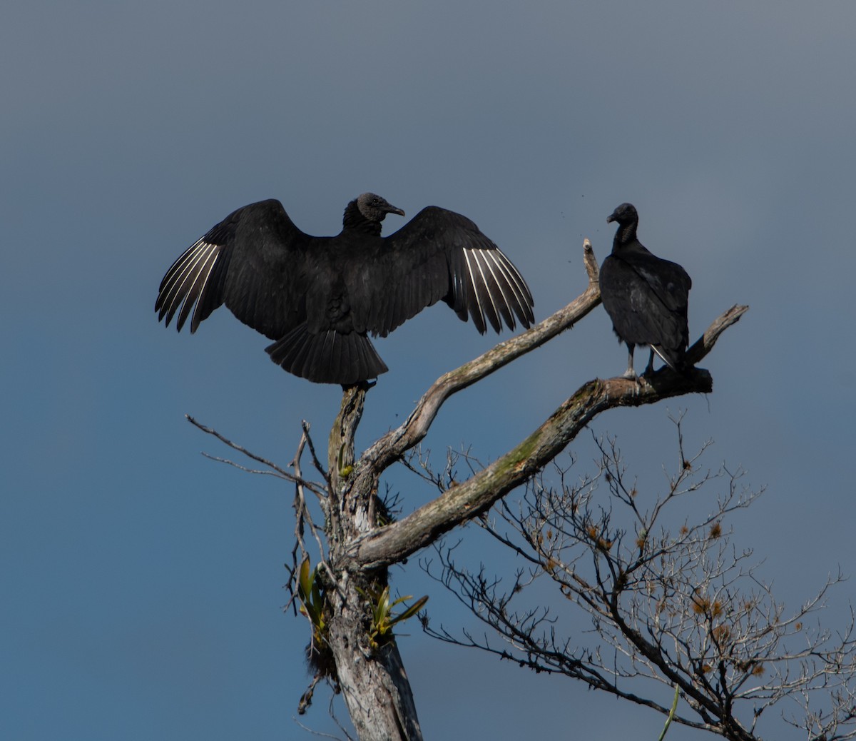 Black Vulture - ML613081925